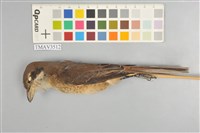 藏品(紅尾伯勞)的圖片